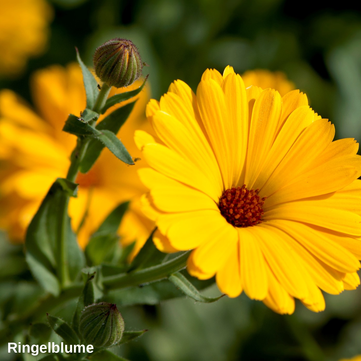 Ringelblume