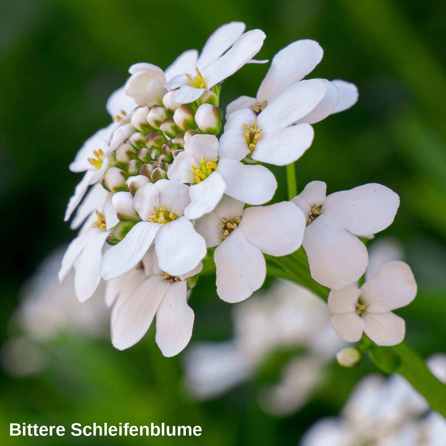Bittere Schleifenblume