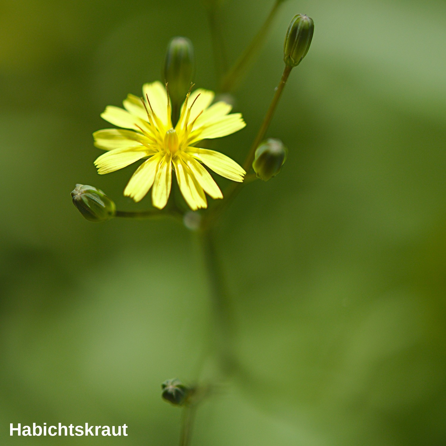 Kleines Habichtskraut