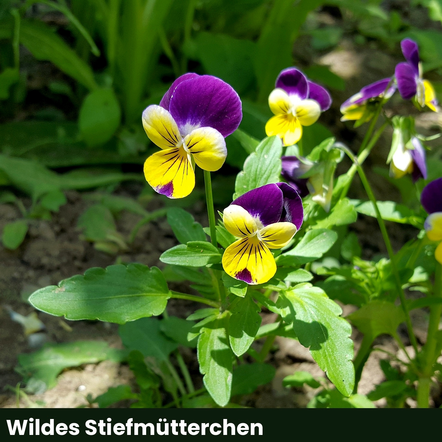 Wildes Stiefmütterchen