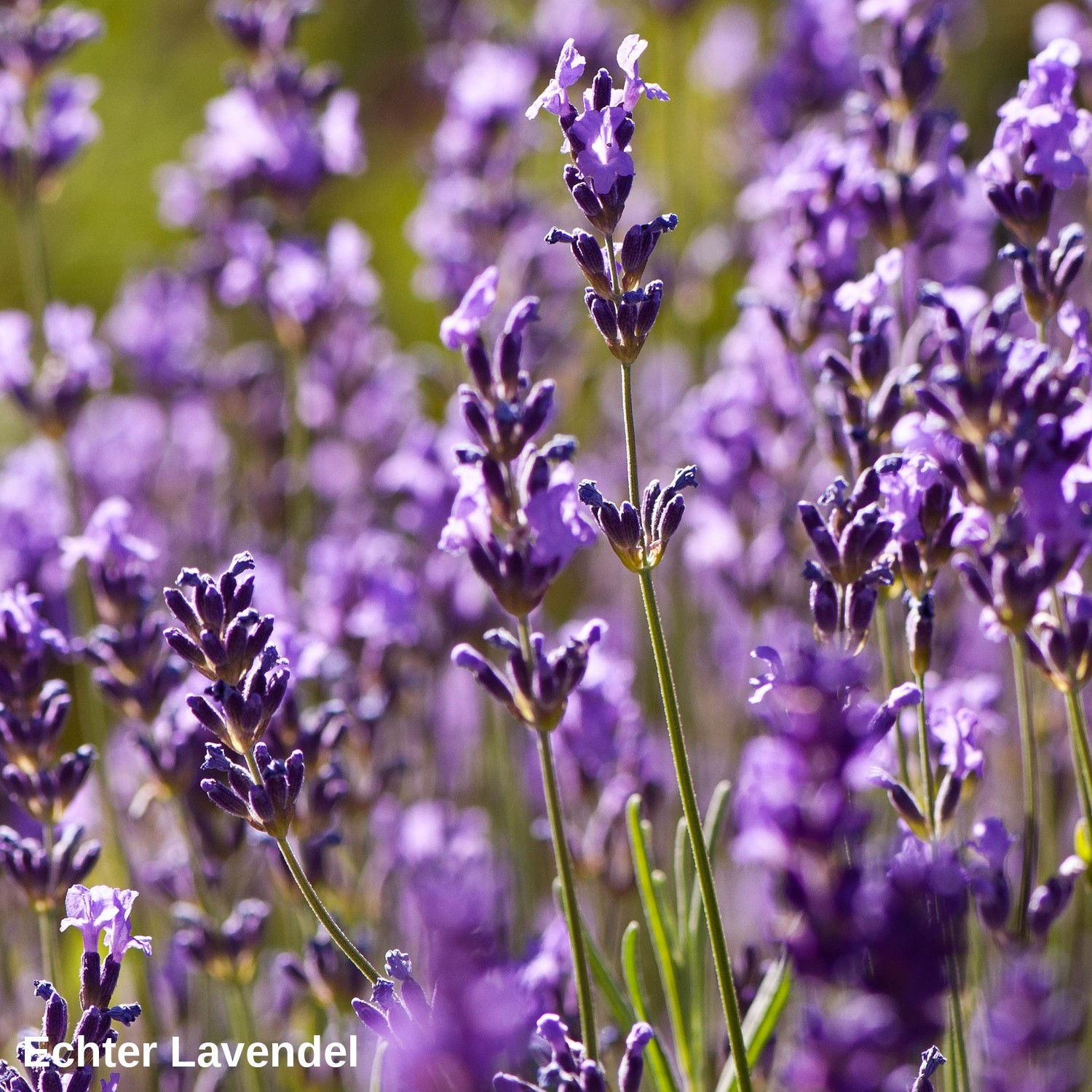 Echter Lavendel
