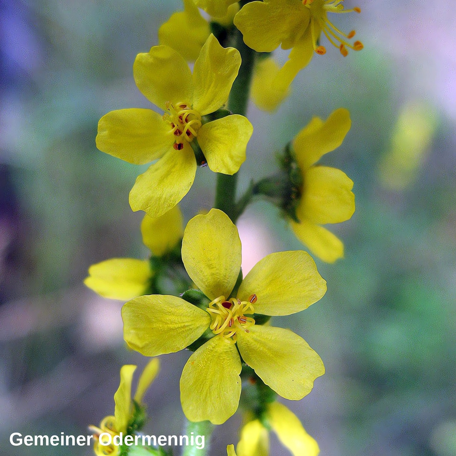 Gewöhnlicher Odermennig