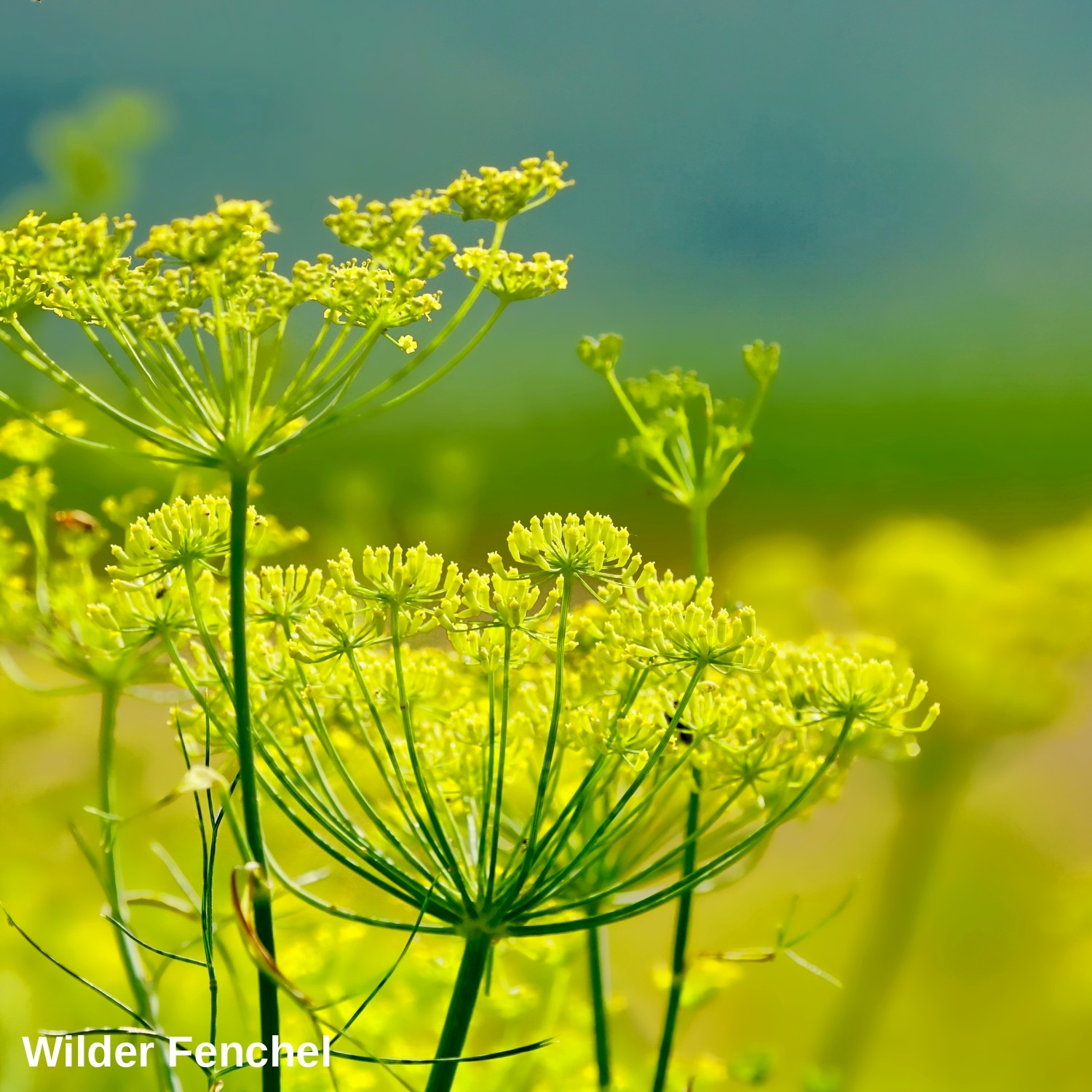 Wilder Fenchel