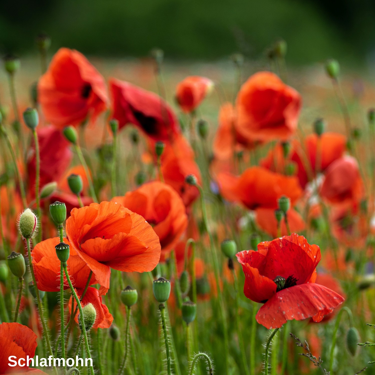 Schlafmohn