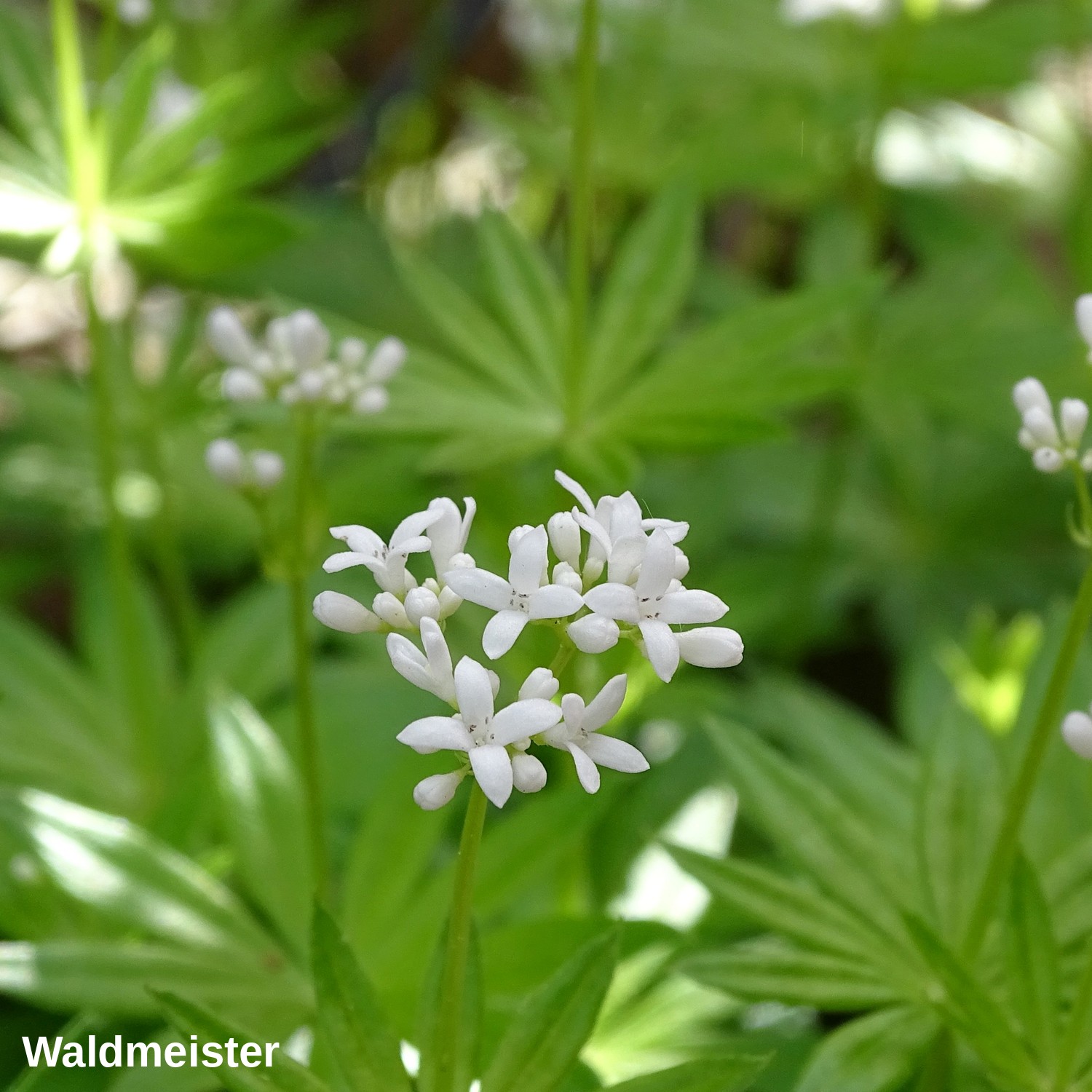 Waldmeister