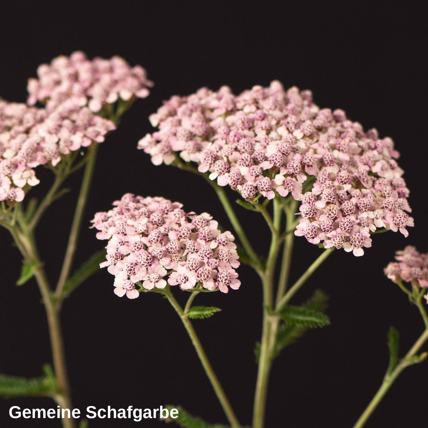 Gemeine Schafgarbe