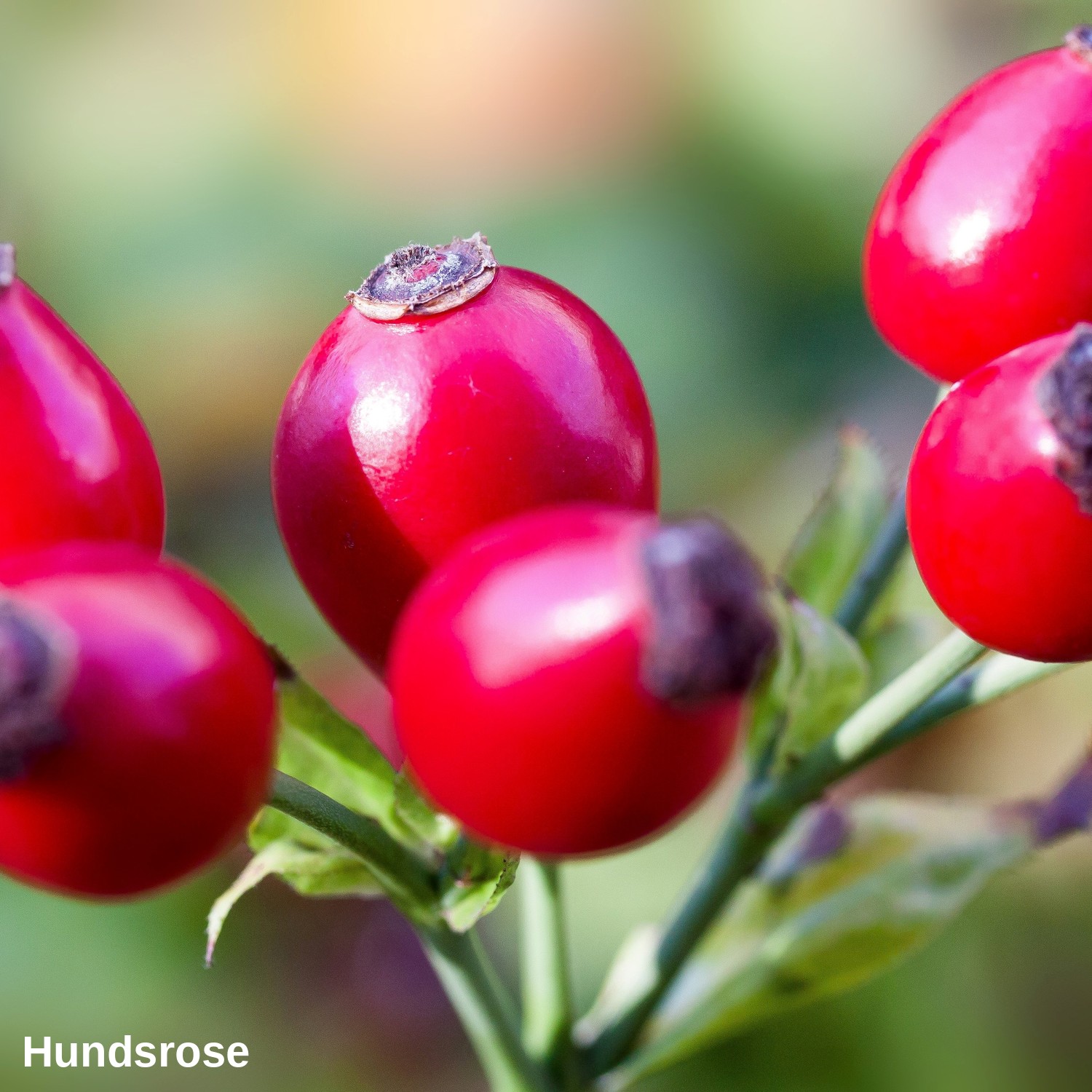 Hundsrose (Hagebutte)