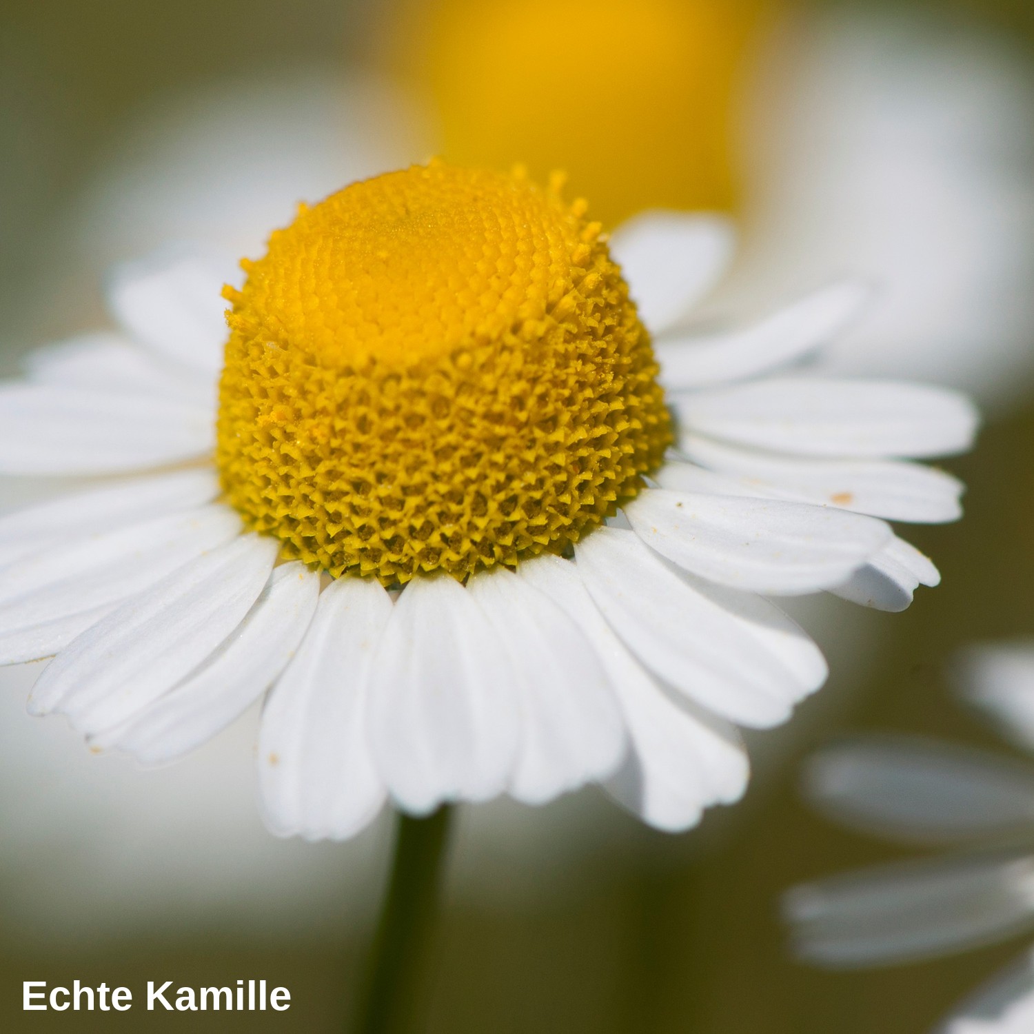 Echte Kamille