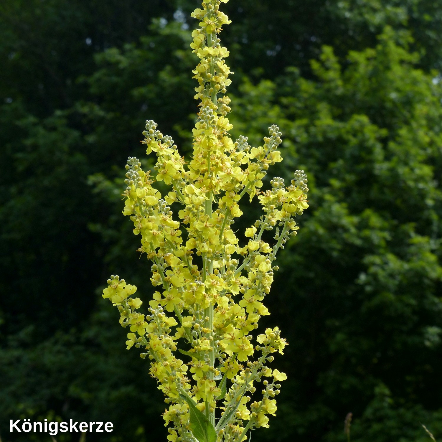 Grossblütige Königskerze