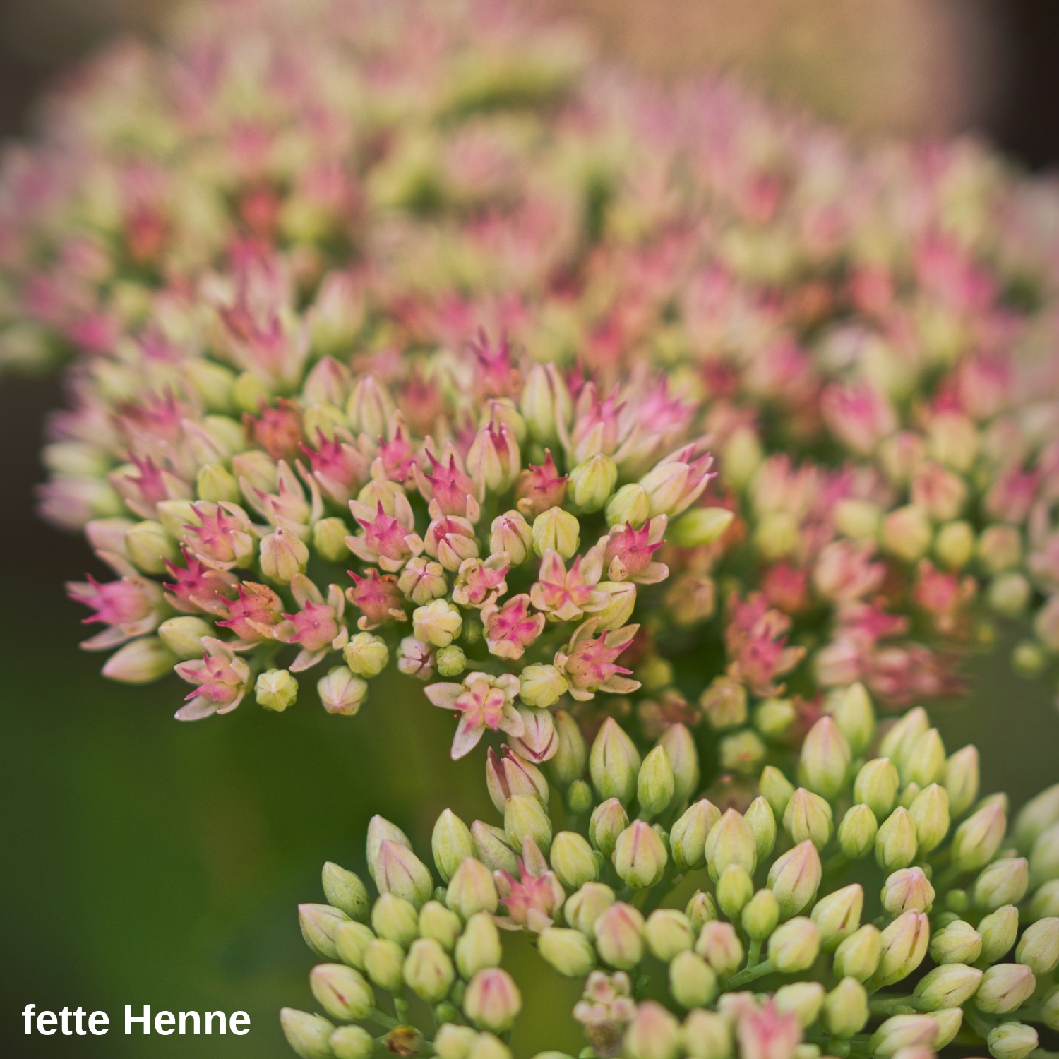Fette Henne