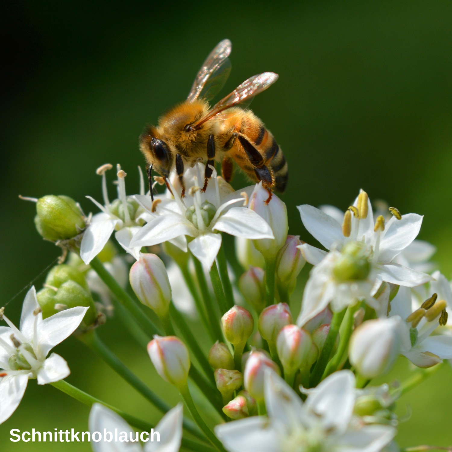 Schnittknoblauch