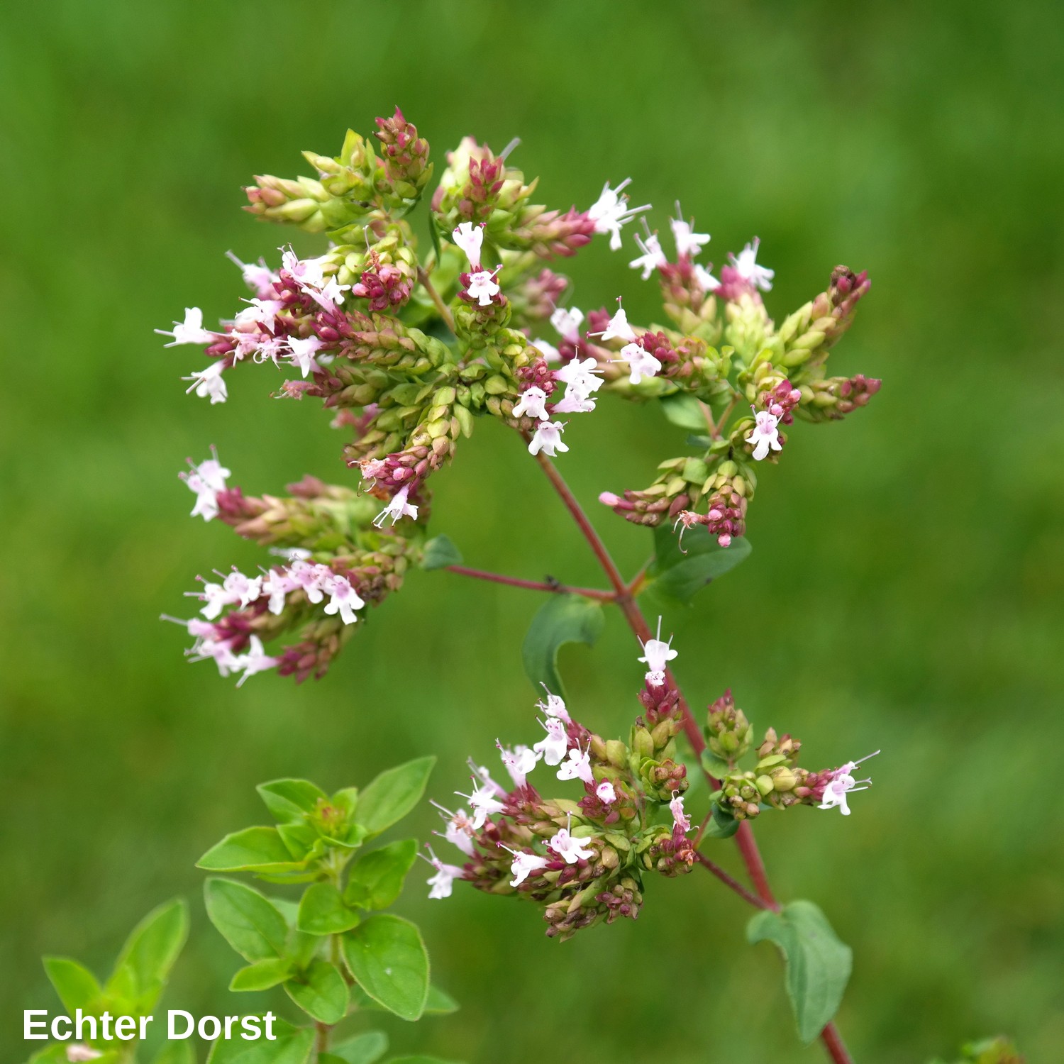 Echter Dorst (Wilder Majoran)