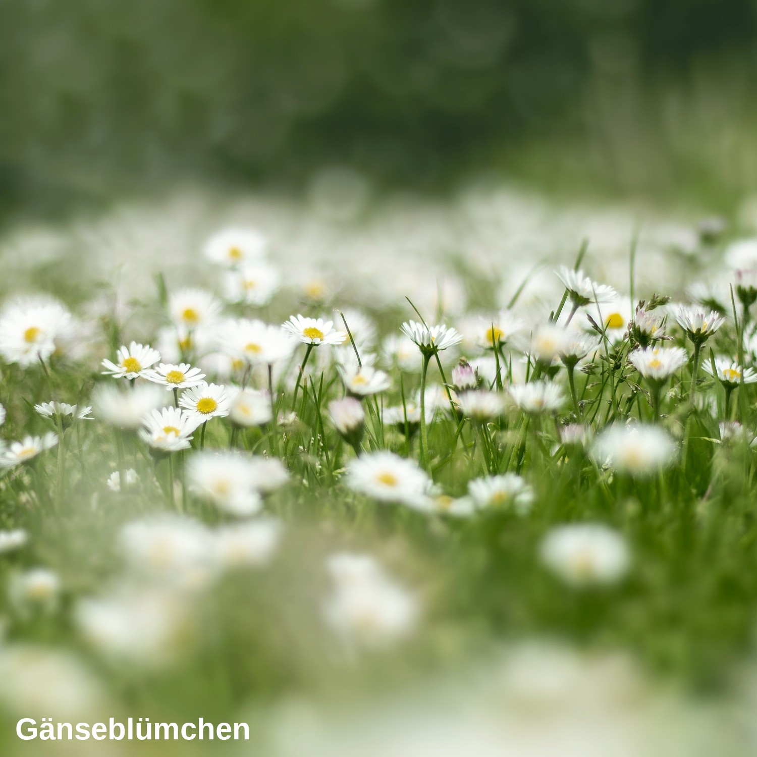 Gänseblümchen