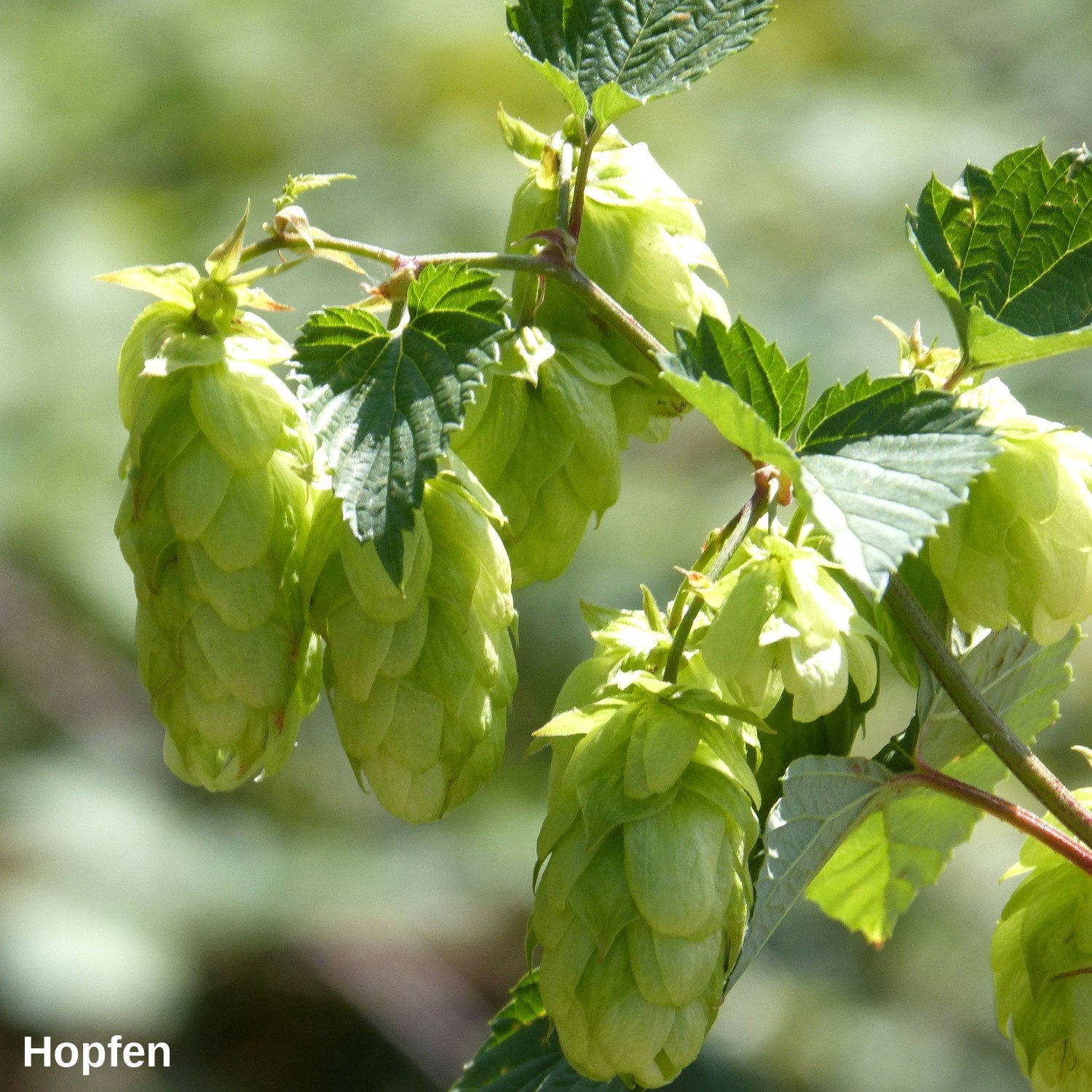 Hopfen