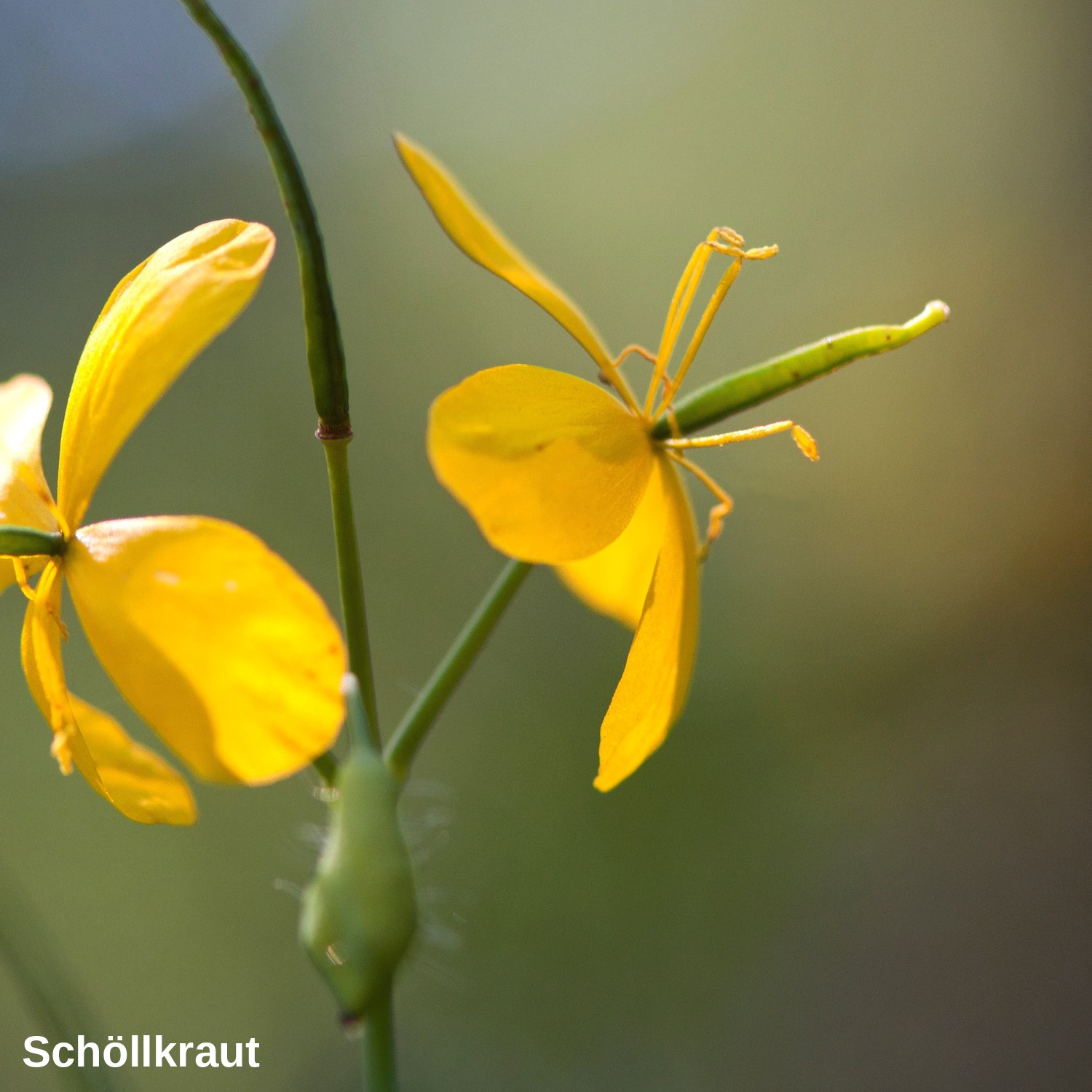 Schöllkraut